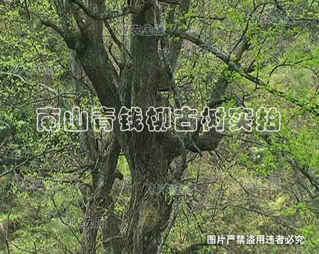 非袋泡原叶 古树嫩叶茶 特级青钱柳 野生正品 青钱柳茶 神农金康
