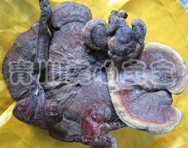 四川广元青川特产 深山灵芝野生紫灵 抗肿瘤增