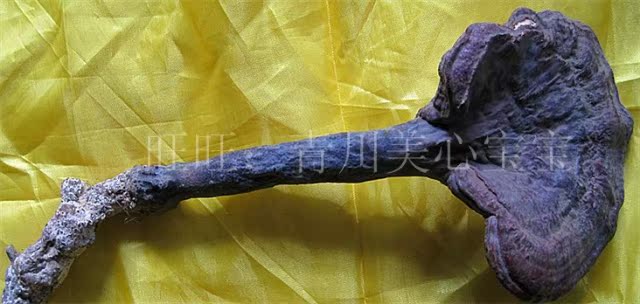 四川广元青川特产 深山灵芝野生紫灵 抗肿瘤增