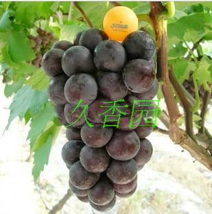 【葡萄苗 果树新品种 乒乓葡萄树 大如乒乓球 葡