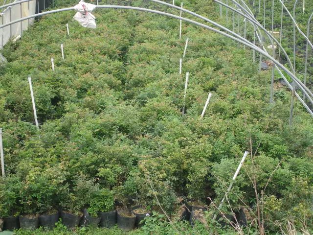 【全国最大嘉宝果种植基地 树葡萄苗嘉宝果 6