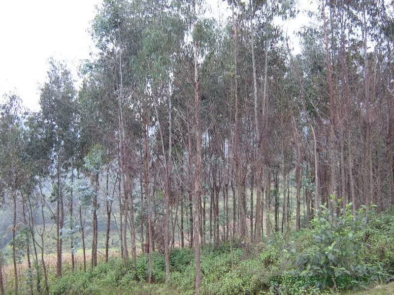 批发采购植物香料-水溶桉叶薄荷油 纯天然绝非