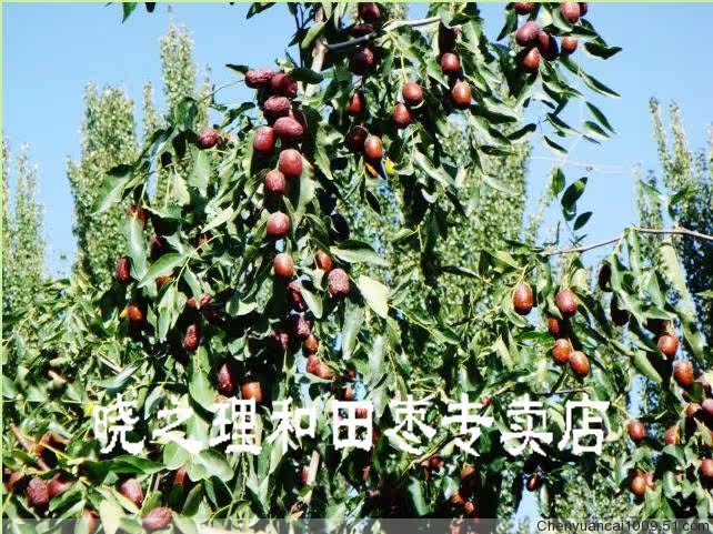 红枣与大枣