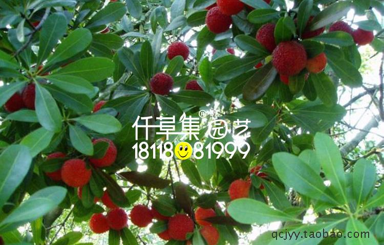 杨梅苗图片 杨梅苗图片