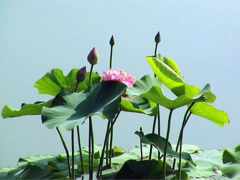 荷花种植过程图解_怪小姐