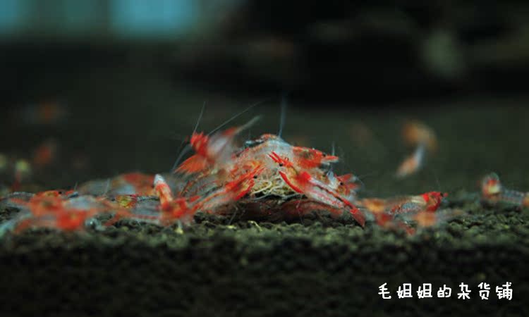 观赏虾 琉璃虾 红琉璃 草缸鱼缸水族 宠物虾工具虾除藻虾 米虾-便宜推