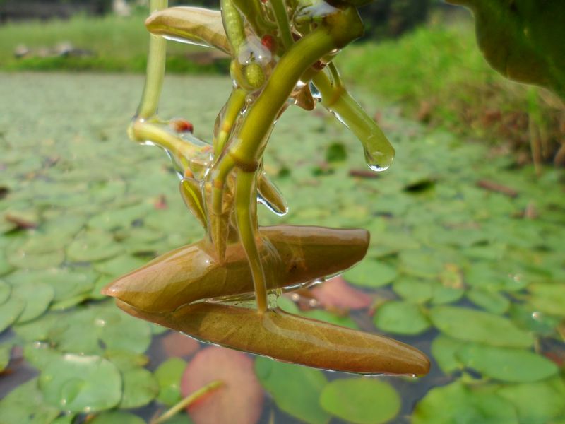 马湖莼菜