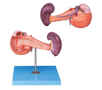 【肝胰十二指肠模型 脾模型 肝脏模型 人体解剖