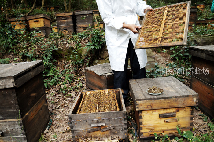 限量蜂胶 深山蜂场自产天然原胶 每天只能供应10瓶