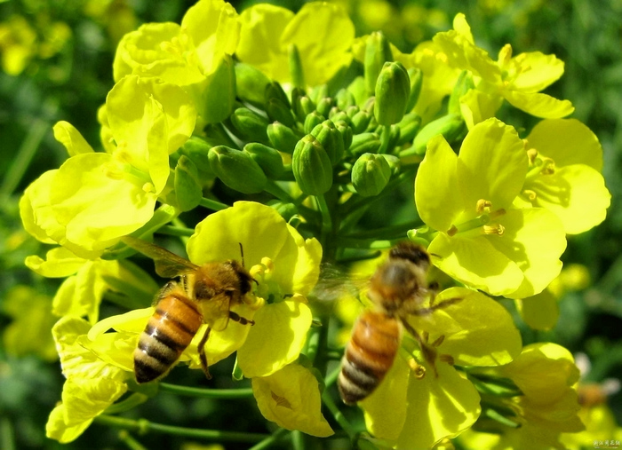 【清风阁蜜蜂人家供应结晶蜜 蜂蜜纯天然结晶