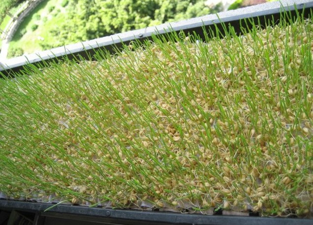 粮食作物种子-健康食品 麦草种子 有机小麦草种