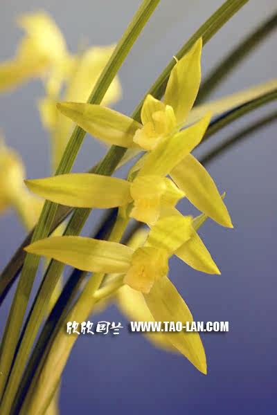 兰花---春剑 - 风轻云淡 - 风轻云淡