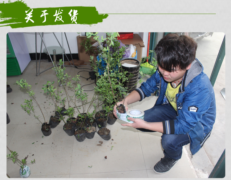 果树-蓝莓苗盆栽地栽果树苗防癌排毒3年大苗当