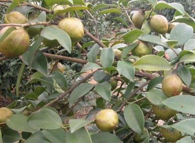 果树-细枝油茶 油茶树苗 果树果苗 <em>茶油</em>树 <em>白</em>花
