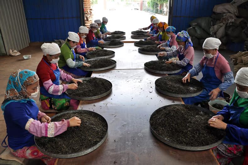 云南西双版纳傣族自治州杨聘号 普洱茶纯料生普礼盒1618g 云南普洱