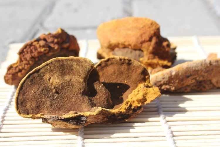 桑黄_桑黄供货商_供应东北野生杨树桑黄,正品