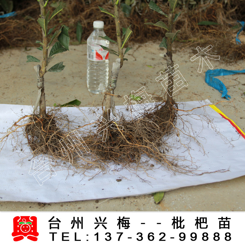 枇杷嫁接期间和方法