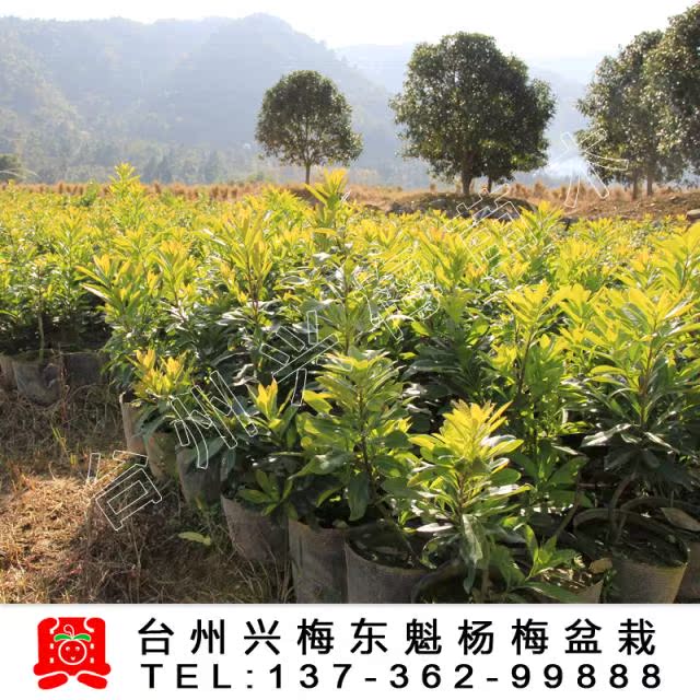 【单年东魁杨梅苗 营养袋盆栽 果树苗木当年结