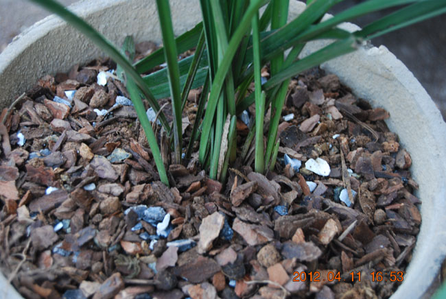 发酵树皮兰花植料蕙兰蝴蝶兰营养土(规格任选