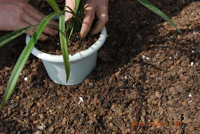 发酵树皮兰花植料蕙兰蝴蝶兰营养土(规格任选