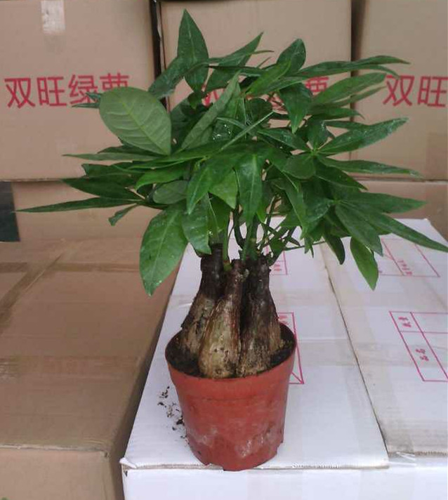 mmexport1412726139683_副本