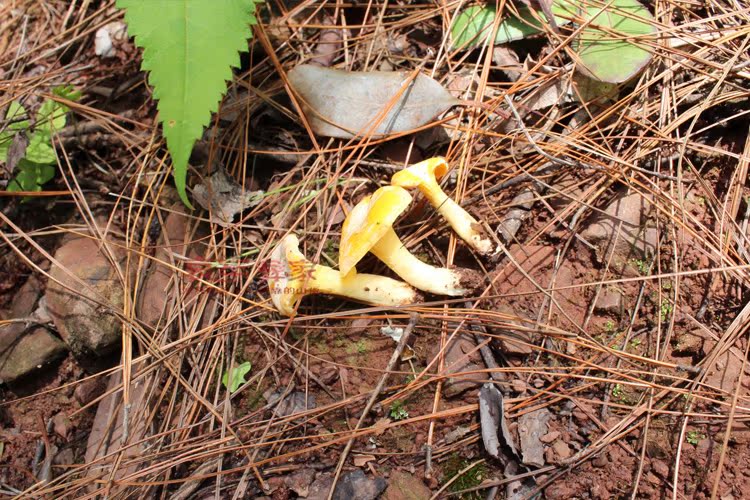 【云南特产 2014新鲜美味鸡油菌冷冻 清目利肺野生菌