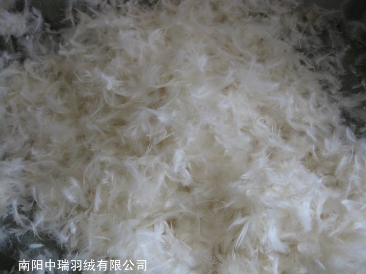 Пуховик мужской Swiss feather 2-4cm Короткая (до пояса и выше) Пуховик мужской Swiss feather 2-4cm Swiss feather Верхняя одежда Молодежь 50 Короткая (до пояса и выше)