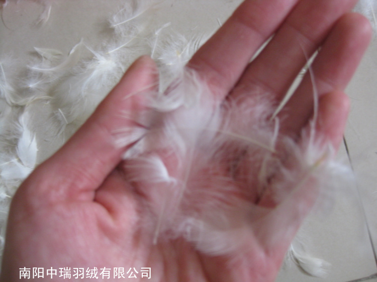 Пуховик мужской Swiss feather 2-4cm Короткая (до пояса и выше) Пуховик мужской Swiss feather 2-4cm Swiss feather Верхняя одежда Молодежь 50 Короткая (до пояса и выше)