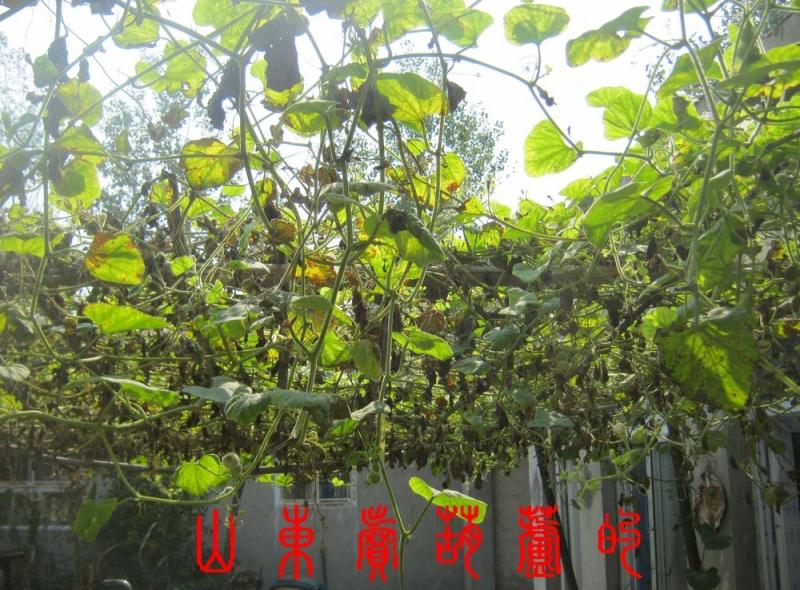 Изделия из тыквы Бутик wenwan Таль * рука витая Пирография подъем природных тыква коллекции * играют * ремесла * статуя Изделия из тыквы Бутик wenwan Таль * рука витая Пирография подъем природных тыква коллекции * играют * ремесла * статуя