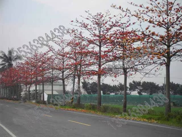 【木棉 种子 攀枝花 英雄树 红棉树 Bombax malabaricum DC】价格,厂家,图片,花卉种子种苗,周日柱(个体经营)-马可波罗网