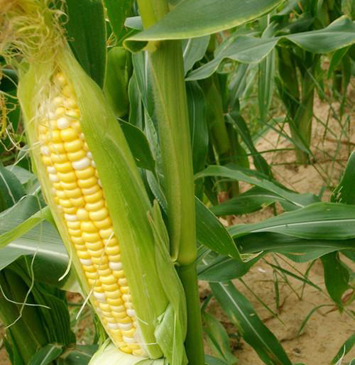 【小米滋\/水果玉米种子早熟甜玉米种子 进口双