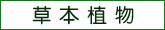 草本植物