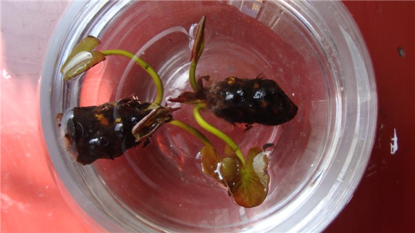 水生植物-有氧水培植物 迷你小睡莲花根茎 睡莲