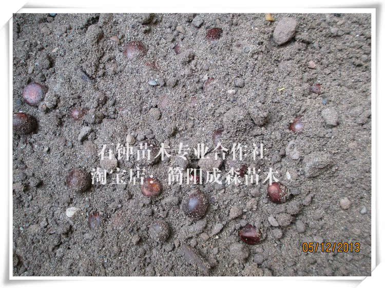 枇杷种子 当年新采沙藏大五星枇杷种子批发 量