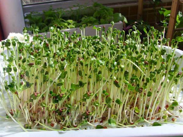 健康自己种 芽苗菜种子 蔬菜种子 无土栽培 萝卜