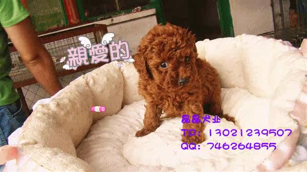 ▆█北京巧克力泰迪/贵宾犬，泰迪幼犬，自家繁殖包健康 █▆