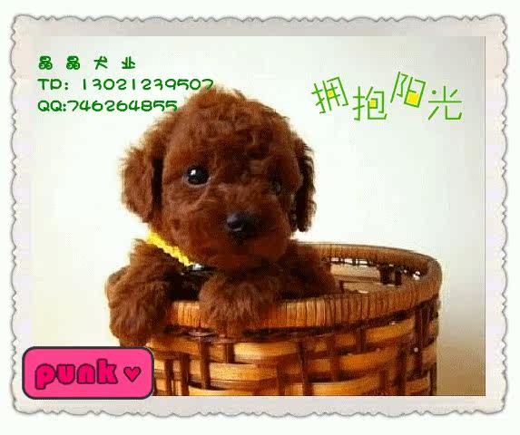 ▆█自家出售红贵宾/泰迪幼犬，不纯赔十万！ █▆
