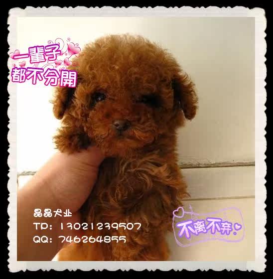 ▆█北京巧克力泰迪/贵宾犬，泰迪幼犬，自家繁殖包健康 █▆