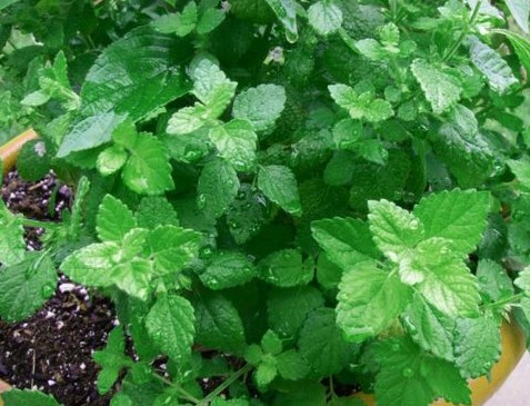 进口荷兰薄荷种子 绿薄荷 最矮的薄荷品种 叶可