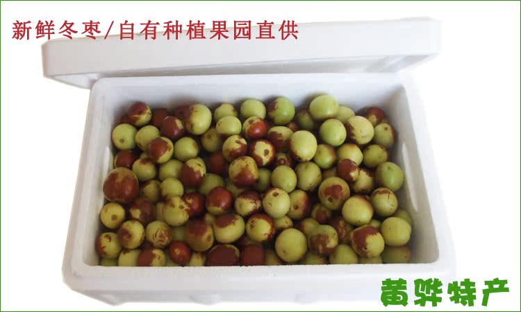 十月红 100%正宗黄骅冬枣 新鲜鲜枣 脆甜五斤/箱原产地发货超大果