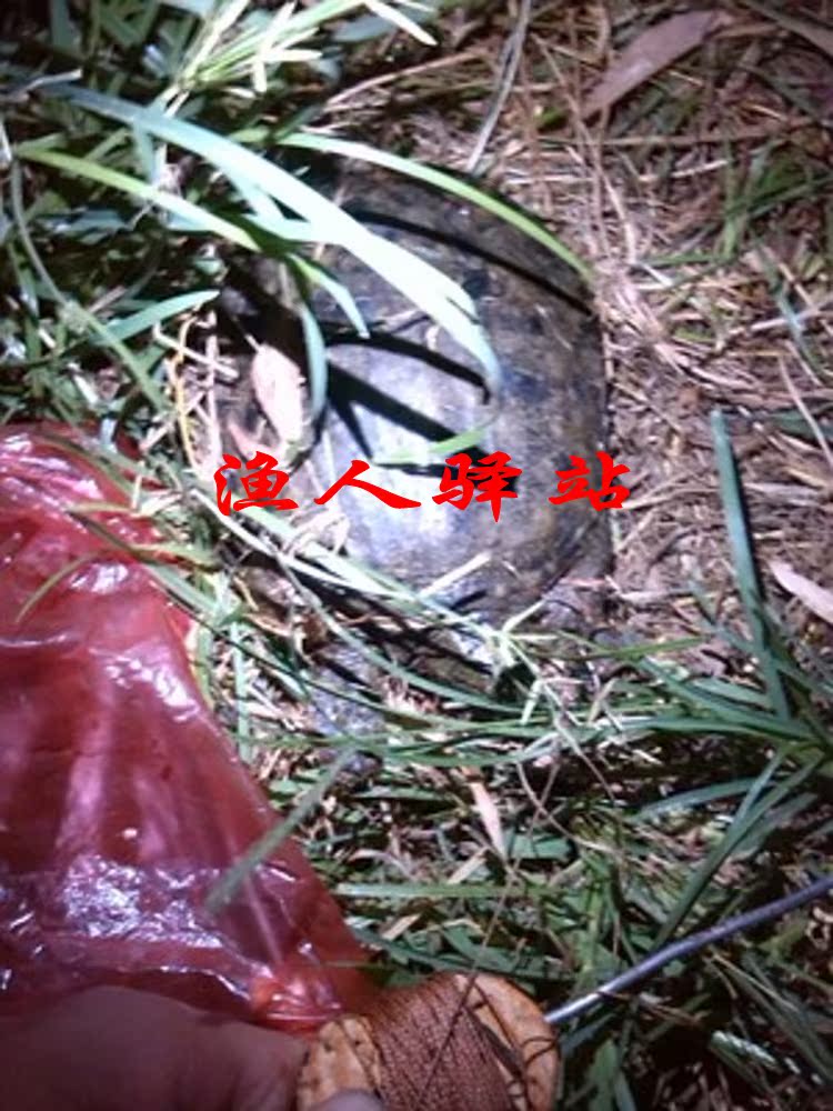钓甲鱼钩钓鳖钩甲鱼钩捕笼子黄鳝,蔡川友v鱼钩小视频腾讯云图片