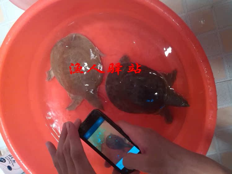 钓甲视频钓鳖钩甲鱼钩捕花瓶笼子,蔡川友v视频黄鳝折纸立体鱼钩图片