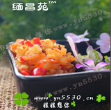 地道云南 鲜香辣爽 板蓝根丁150克罐装 下饭菜 [6种免邮]