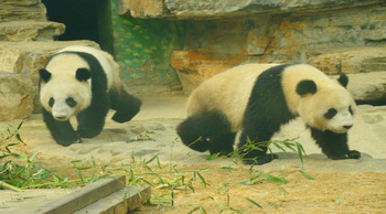 北京动物园旅游攻略,北京动物园门票,北京动物